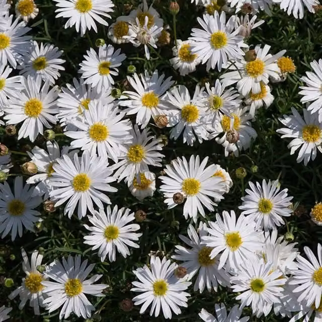 Plant Theory Set of 3 White Brachyscome Multifida Surdaisy Bedding Plants in 9cm Pots