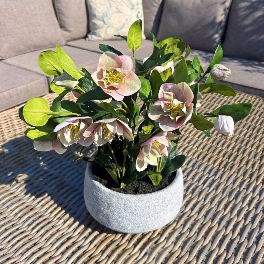 Lemon Pavilion Potted Variegated Hellebore Plant in Pink, White and Grey Pot, W: 38 cm, D: 33 cm, H: 41 cm – 3