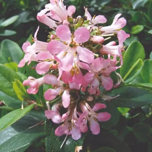 Thompson and Morgan Escallonia laevis Pink Elle Hardy Evergreen Ornamental Shrub with Pink Summer Flowers, 3 x 9cm Pots