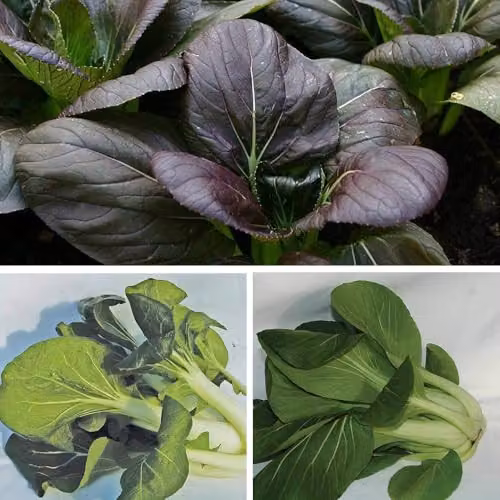 Thompson and Morgan Pak Choi Tricolour Mix Brassica Rapa Vegetable Seeds, 125 Seeds