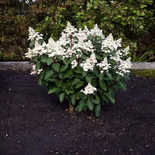 Thompson & Morgan Living Infinity Hydrangea paniculata Ornamental Shrub, 1 Litre Pot, White, Pink and Red – 2