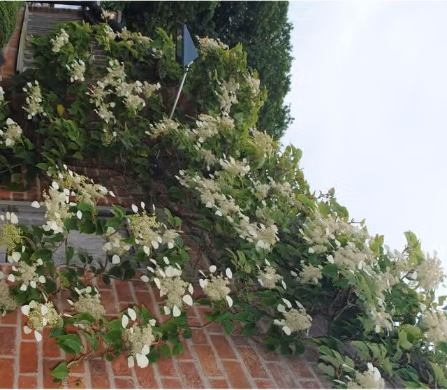 Plants By Post White Hydrangea Petiolaris Climbing Outdoor Plant