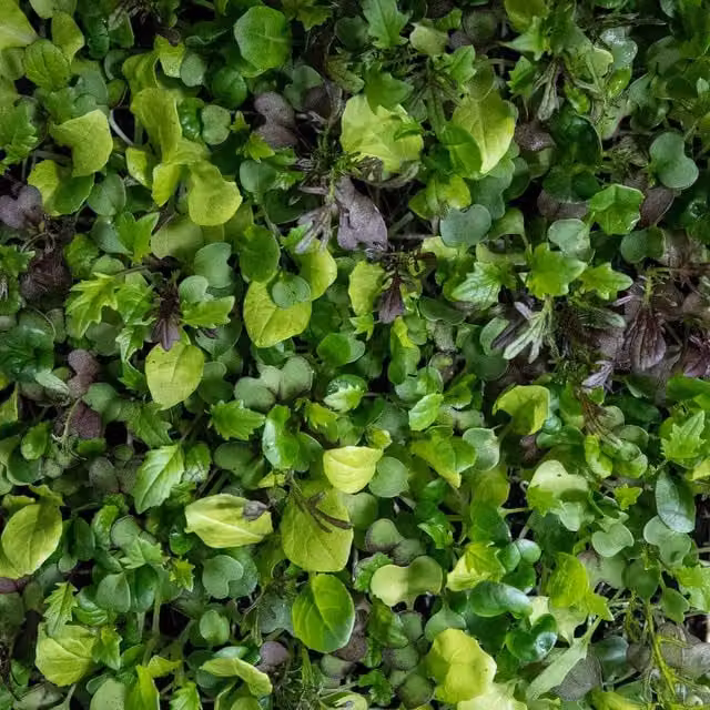 Marshalls Bright & Spicy Garden Salad Vegetable Seeds, 500 Seeds