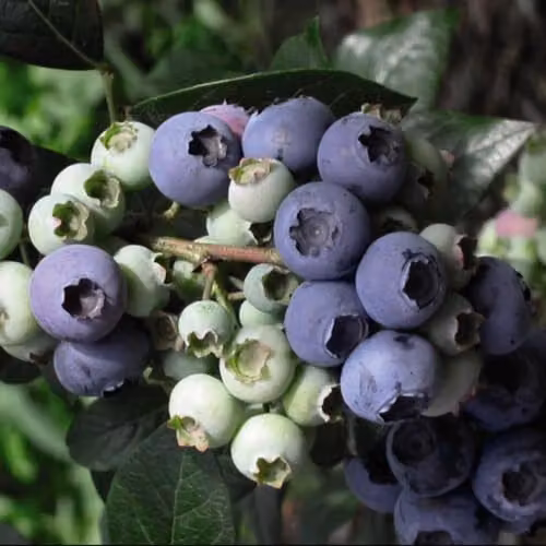 Thompson & Morgan Blueberry Collection of 3 High Yielding Fruit Bushes in 9cm Pots – 4