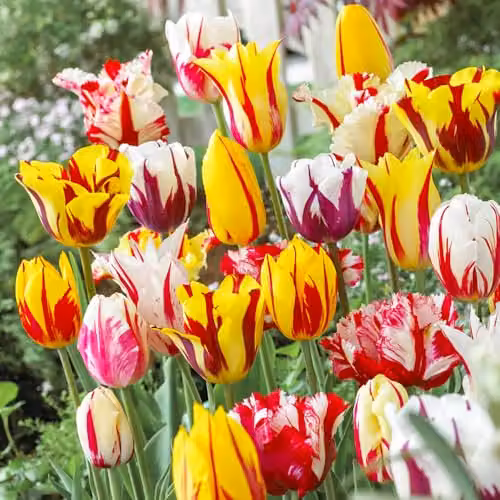 YouGarden Tulip Rembrandt Mix Multicolour, Set of 15 Bulbs – 1