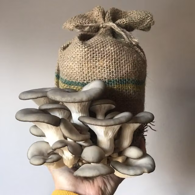 Plant Theory Grey Oyster Mushroom Grow Your Own Outdoor Log Dowel Kit