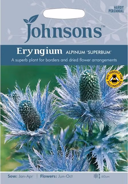 Johnsons Eryngium Alpinum Superbum Blue Ornamental Flower Seeds