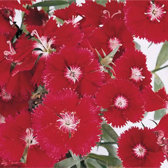 Plants by Post Dianthus Hardy Red Perennial Plants, 2 x 1L Pots
