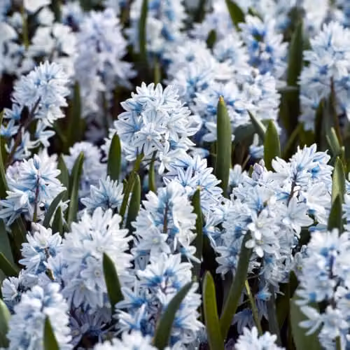 YouGarden Puschkinia libanotica Spring Flower Bulbs, 60 Bulbs, Blue, White and Multicolour – 2