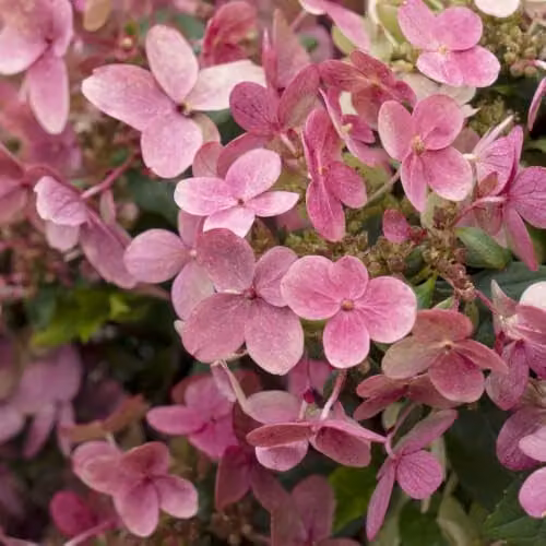 Thompson & Morgan Hydrangea Paniculata Switch Ophelia Ornamental Shrub, 3 x 9cm Potted Plants, White and Pink – 2