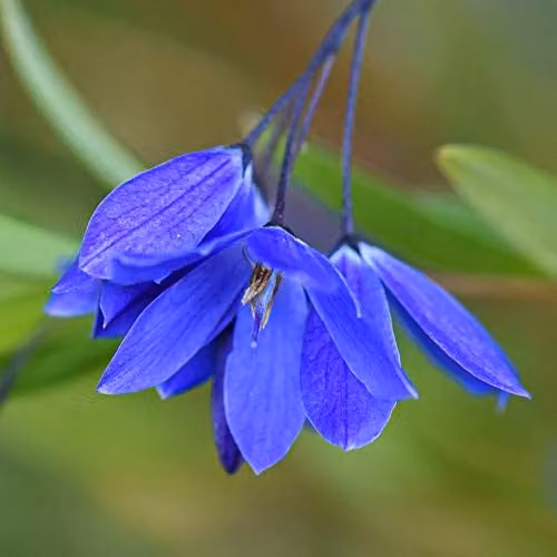 Thompson and Morgan Sollya heterophylla Ultra Blue Bluebell Creeper Climbing Shrub, 2 x 9cm Pots