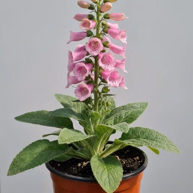 Plants by Post Pink Digitalis Foxglove Perennial Outdoor Plant, 3L