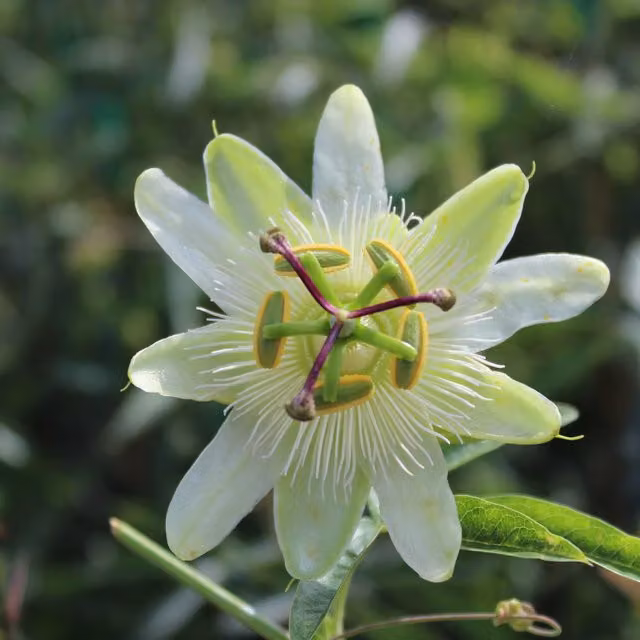 Plants By Post Passiflora Constance Elliott White Climbing Ornamental Garden Plant