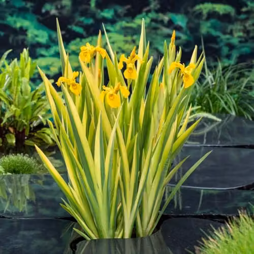 Thompson & Morgan Iris pseudacorus Variegata Marginal Aquatic Plant, 9cm Pot – 1