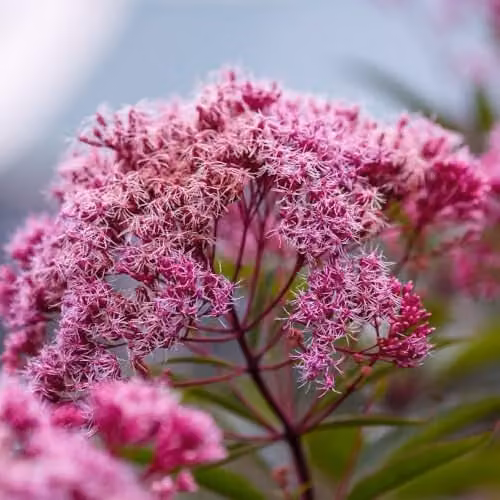 Thompson and Morgan Eupatorium Cannabinum Hemp Agrimony Hardy Perennial Wildflower, Pink Summer Blooms, 3 x 1 Litre Pots