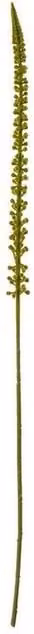 Lemon Pavilion Eremurus Single Stem Flower Decor in Green, Plastic, H88 x W3 x D3 cm