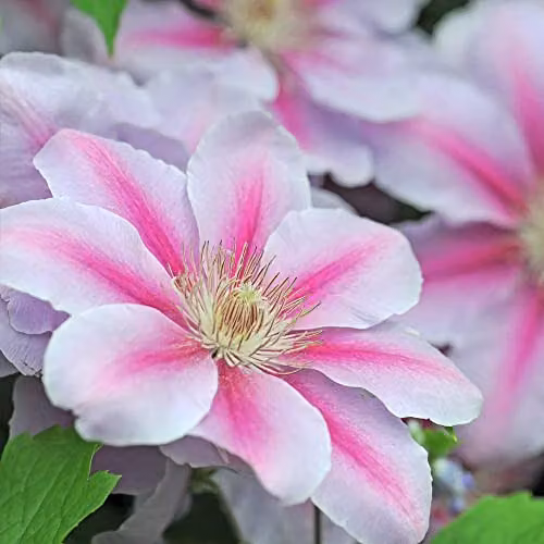 Thompson & Morgan Hardy Perennial Clematis Nelly Moser Flowering Climber, Pink and Red, 1.7 Litre Potted Plant – 1