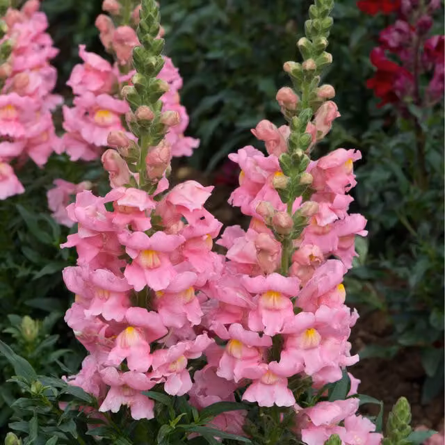 Plants By Post Antirrhinum Pink Bedding Plants, 24 Pack