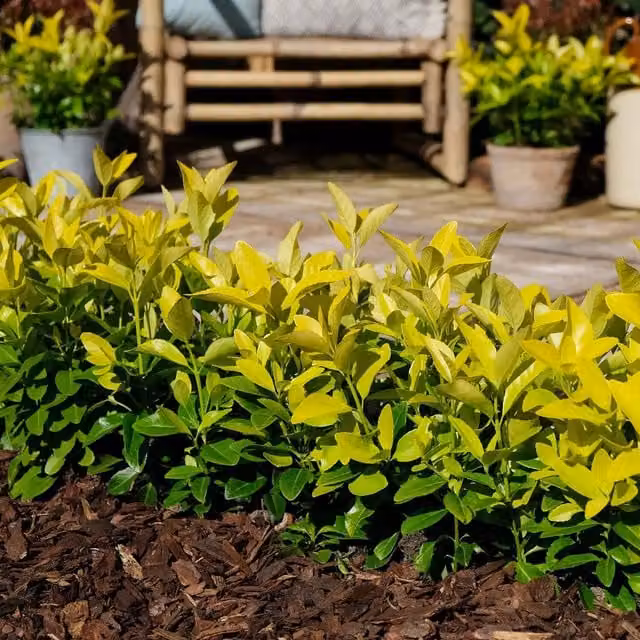 Marshalls Garden Euonymus Japonicus El Dorado Ornamental Shrub, Green and Yellow
