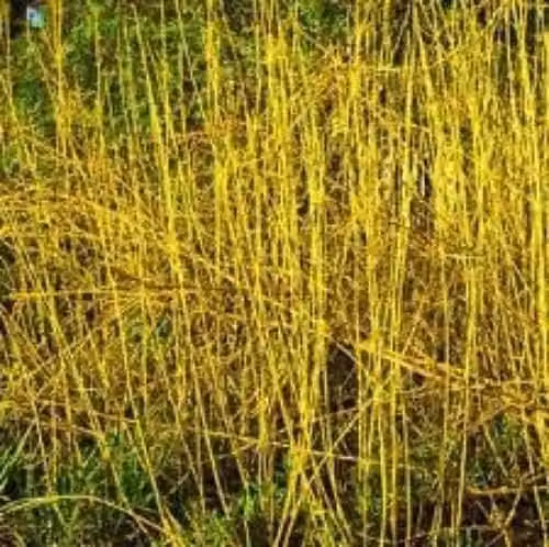 F&G Supplies Yellow Dogwood Cornus stolonifera Flaviramea Field Grown Hedging Plants Tree Sapling, Pack of 5, Height: 60-90 cm