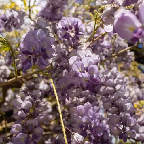 Thompson & Morgan Wisteria frutescens Amethyst Falls Dwarf Climbing Shrub, Purple and Blue, 4 Litre Potted Plant – 1