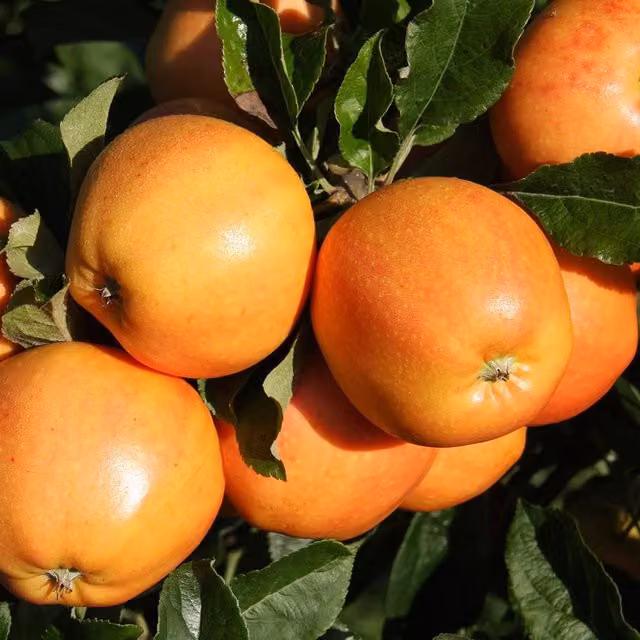 Primrose Surprize Dessert Apple Fruit Tree in 12L Pot, Height: 1.5 m, Orange