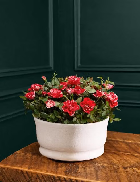 M&S Flower Market Pia Rose Ceramic Tabletop Planter in Pink and White