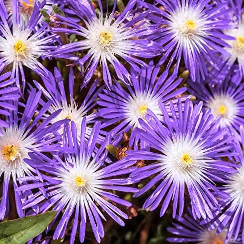 Thompson and Morgan Delosperma floribunda Stardust Ice Plant Seeds, 200 Seeds per Packet – 1