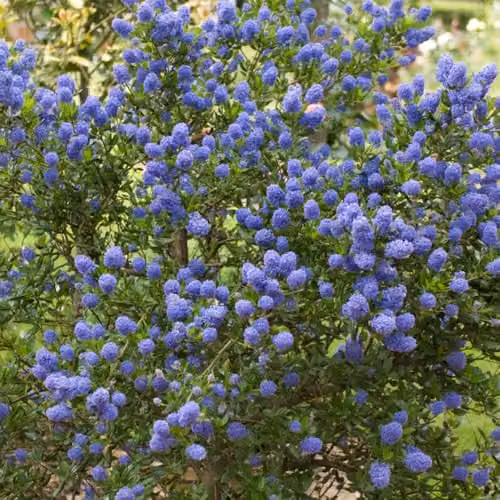 YouGarden Ceanothus Thyrsiflorus Ornamental Shrub, 3 x Established Plants in 9cm Pots, Blue and Green