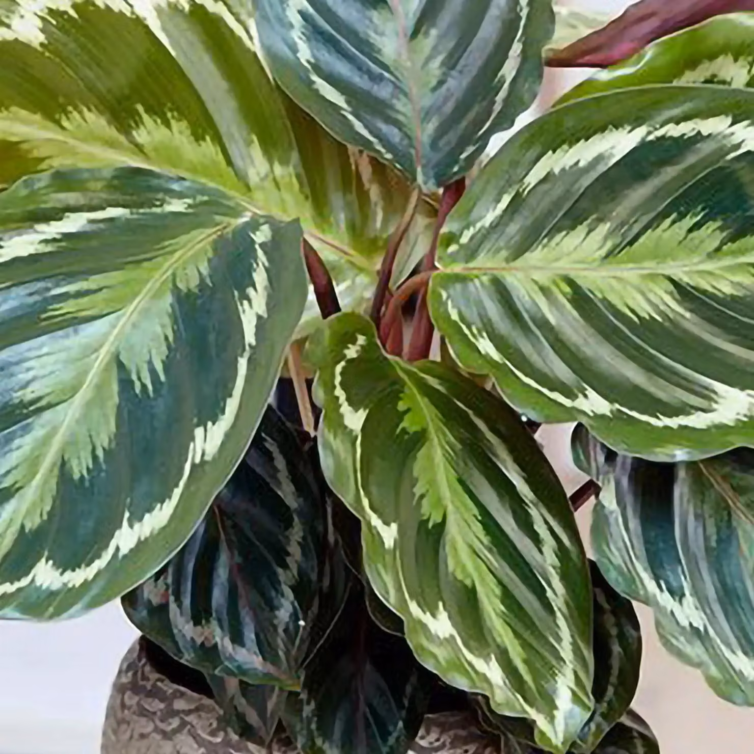 Primrose Calathea Medaillon Goeppertia Veitchiana Green Indoor House Plant in 14cm Pot – 2