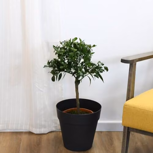 Thompson and Morgan Mandarin Citrus Fruit Tree with Glossy Green Foliage and Fragrant White Flowers, 1 x 5 Litre Pot – 2