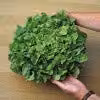 Thompson and Morgan Lettuce Salad Bowl Loose-Leaf Vegetable Seeds, 750 Seeds – 2
