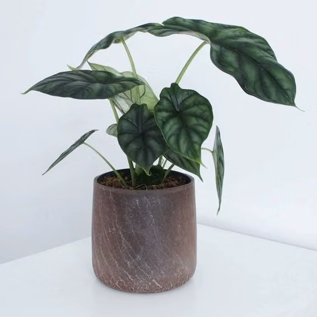 Primrose Alocasia Dragon Scale Elephant Ears Indoor House Plant in a Green 14cm Pot, Height: 25 cm