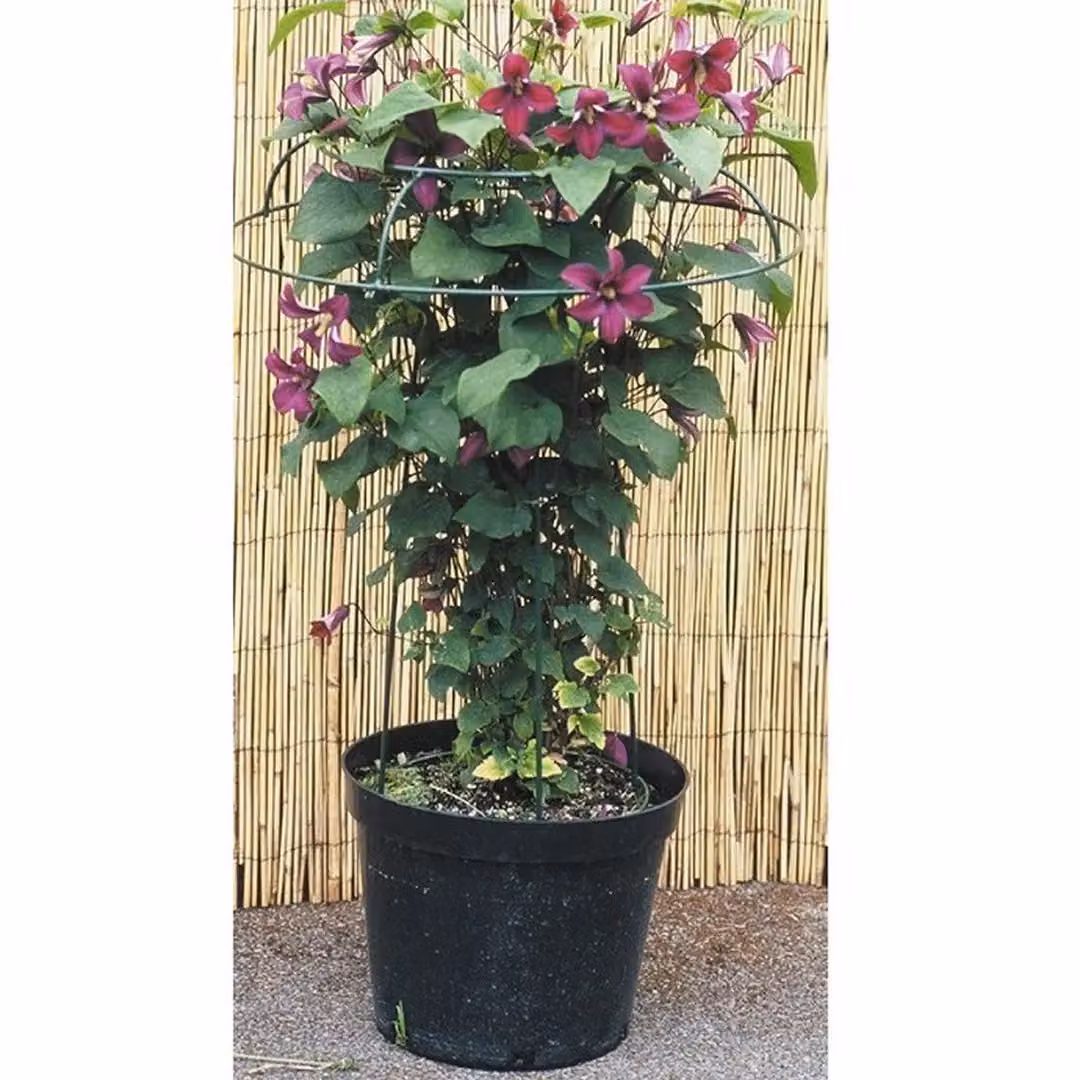 Poppyforge Small Tuteur Plant Border Support in Green Steel, W: 48 cm, D: 48 cm, H: 56 cm – 2