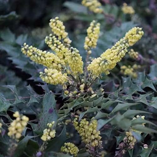 Thompson and Morgan Mahonia Japonica Japanese Mahonia Hardy Ornamental Shrub, 2 x 9cm Pots