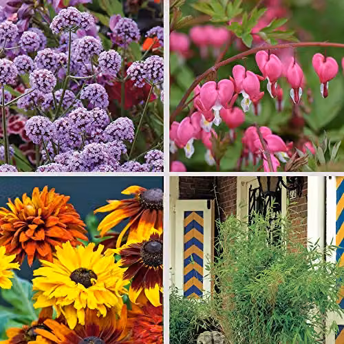 Thompson & Morgan Lucky Dip Collection of 5 x 1-Litre Potted Outdoor Garden Flowers, Multicolour