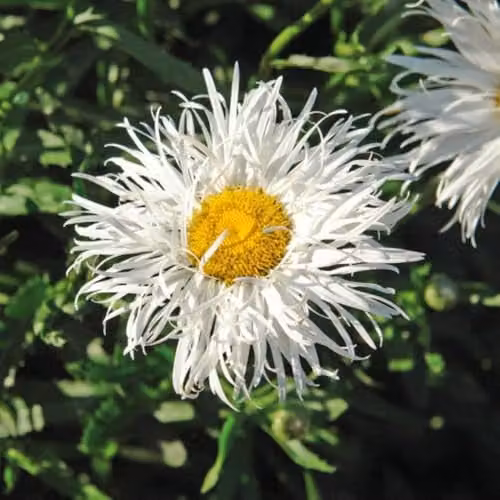 Thompson and Morgan Leucanthemum Crazy Daisy White Flowering Hardy Perennial, 60 Plug Plants