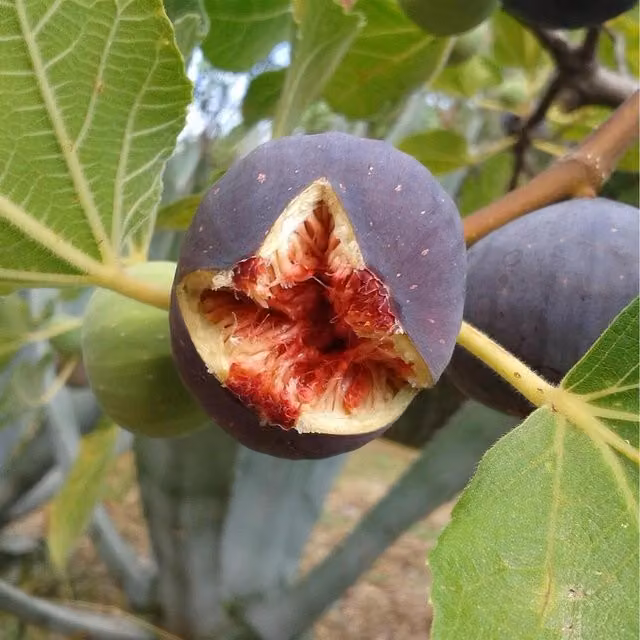 Direct Plants Ficus Rouge de Bordeaux Fruit Tree, Green and Purple, 3 Litre Pot