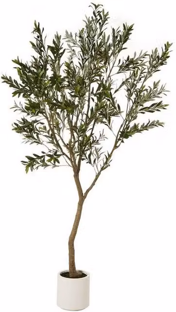 Lemon Pavilion Apulia Potted Olive Tree in Brown and White, Height: 240 cm – 1