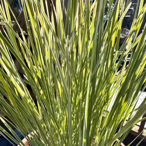 Thompson and Morgan Lomandra Arctic Frost Variegated Evergreen Grass-Like Groundcover Plant, 9cm Pot – 2