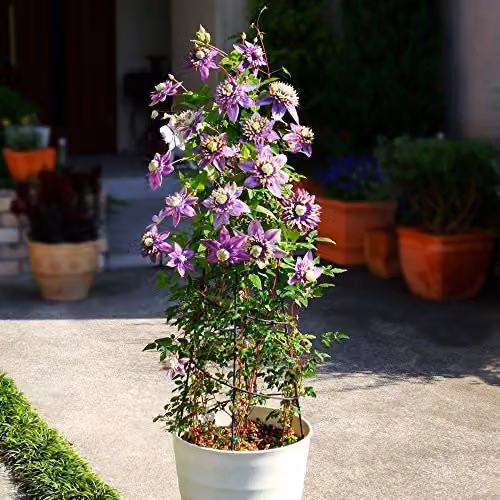 Thompson and Morgan Clematis Florida Taiga Hardy Climbing Shrub, Purple and Green, 11cm Pot – 3