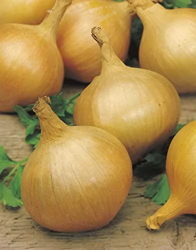 Johnsons White Onion Sturon Vegetable Seeds – 3