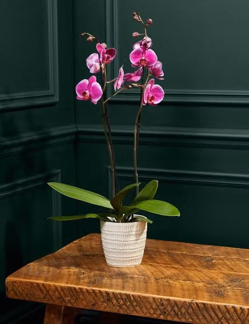 M&S Flower Market Large Purple Phalaenopsis Orchid in a Ceramic Pot