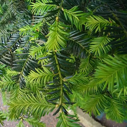 YouGarden Taxus Baccata Yew Hedging Plants, Green, 12 x 8cm Pots, 25-35cm Tall – 2