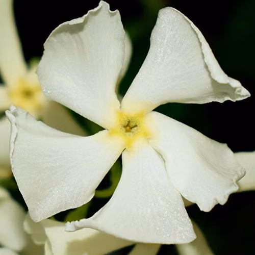 Thompson & Morgan Trachelospermum Jasminoides Star Jasmine Evergreen Climbing Shrub with Fragrant White Summer Flowers, 2 x 2L Pots – 2