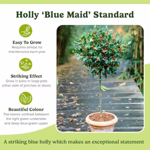YouGarden Pair of Holly Tree Standards with Gold Effect Decorative Pinecone Planters, Height: 90 cm, Planter Diameter: 34 cm – 5