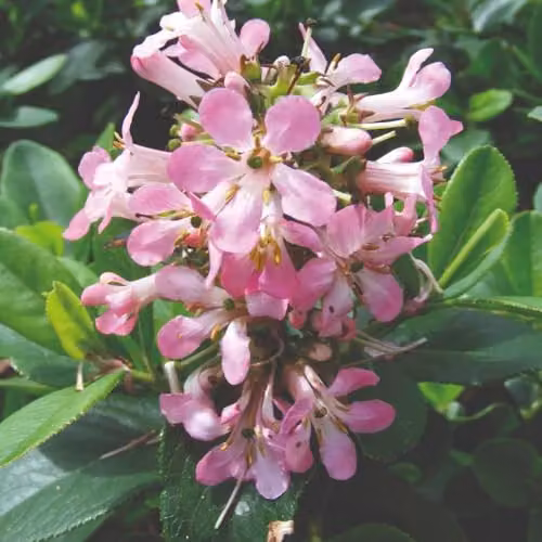 Thompson and Morgan Escallonia laevis Pink Elle Hardy Evergreen Ornamental Shrub with Pink Summer Flowers, 3 x 9cm Pots