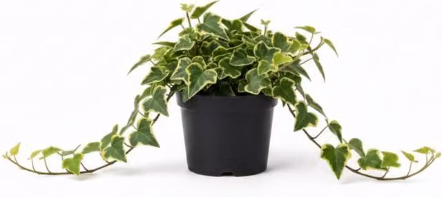 Plants by Post Ivy Gold Variegated Hedera Trailing Plants, Pack of 3, Green and Gold