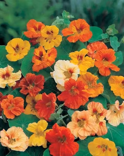 Mr Fothergill's Jewel Mixed Nasturtium Multicolour Flower Seeds – 3