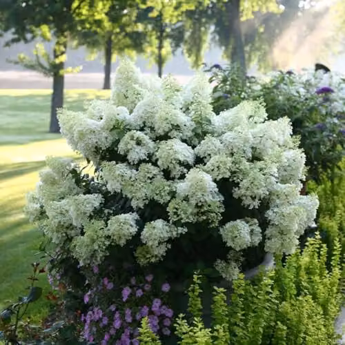 Thompson & Morgan Hydrangea Bobo Dwarf Panicle Ornamental Shrub with White to Pink Blooms, 25 Litre Pot – 2